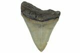 Serrated, Fossil Megalodon Tooth - North Carolina #298914-1